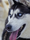 Alert Ears, Blue Eyes and Panting Tongue of a Siberian Husky Sled Dog