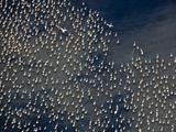 Flamingos on Lake Abijatta