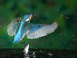 An Adult Male Common Kingfisher, Alcedo Atthis, Drops His Fish