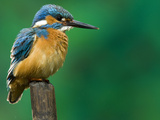 An Adult Male Common Kingfisher, Alcedo Atthis, Perches on a Branch