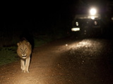 An African Lion, Panthera Leo, in the Headlights of a Vehicle