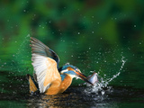 Adult Male Common Kingfisher, Alcedo Atthis, with an Amur Bitterling