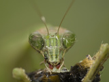 Close Up of a Prayng Mantis, Mantis Religiosa, Eating Another Insect