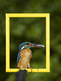 Adult Male Common Kingfisher, Alcedo Atthis, Holds a Topmouth Gudgeon