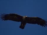Adult Golden Eagle (Aquia Chrysaetos) , Alaska