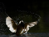 An Adult Female Common Kingfisher, Alcedo Atthis, Emerges with a Fish