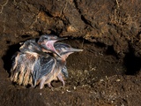 Common Kingfisher Chicks, Alcedo Atthis, Calling for Food