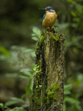 Adult Male Common Kingfisher, Alcedo Atthis, on a Mossy Tree Trunk