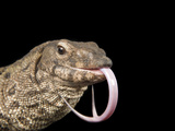 Dumeril