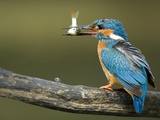 Adult Male Common Kingfisher, Alcedo Atthis, Perches Holding a Fish