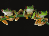 Buy Red-Eyed Tree Frog (Agalychnis Callidryas) Sitting on a Stem, Soberania National Park, Panama at AllPosters.com