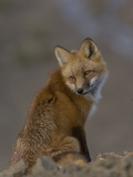 Adult Red Fox (Vulpes Vulpes) in Alaska