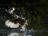 An Adult Male Common Kingfisher, Alcedo Atthis, Emerges with a Fish