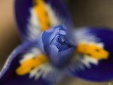 Close Up of a Siberian Iris Flower