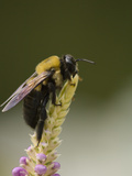 Bumblebee, Bombus Americanorum, on a Perennial Flower Spike