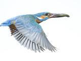 Adult Male Common Kingfisher, Alcedo Atthis, with a Topmouth Gudgeon