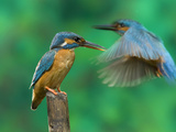 Adult Female Common Kingfisher on a Twig and a Male Flying Behind Her