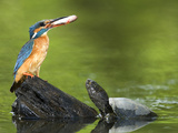 Adult Female Common Kingfisher with a Common Rudd and a Pond Turtle