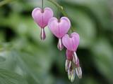 Close Up of a Sprig of Bleeding Heart Flowers, Dicentra Spectabilis