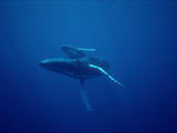 Humpback Whale (Megaptera Novaeangliae) Mother and Calf, Underwater, Hawaii