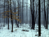 An Early Winter Forest Scene in Eastern Ontario