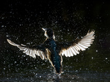 Adult Female Common Kingfisher Emerges from the Water Without a Fish