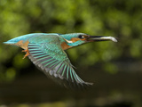 Adult Male Common Kingfisher, Alcedo Atthis, with a Topmouth Gudgeon