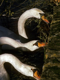 Buy Swans Along the Edge of Lake Banyoles at AllPosters.com