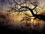 Buy Ducks on Misty Lake Banyoles in Early Morning Light at AllPosters.com