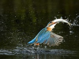An Adult Male Common Kingfisher, Alcedo Atthis, with a Common Roach