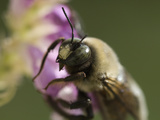Bumblebee, Bombus Americanorum, on a Perennial Flower