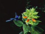 Violet-Bellied Hummingbird (Damophila Julie Panamensis), Barro Colorado Island, Panama