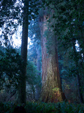 An over 300 Foot Giant Redwood Tree
