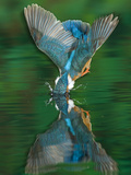 An Adult Male Common Kingfisher, Alcedo Atthis, Dives into the Water