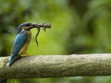Adult Male Common Kingfisher, Alcedo Atthis, with an Agile Frog