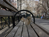 An Eastern Gray Squirrel, Sciurus Carolinensis, in Union Square