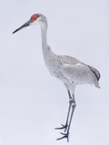 Buy Florida Sandhill Crane, Grus Canadensis Pratensis at AllPosters.com