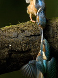 An Adult Male Common Kingfisher Pushes His Chick Off a Branch to Hunt