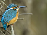 An Adult Male Common Kingfisher, Alcedo Atthis, on Overhanging Roots