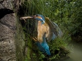 An Adult Male Common Kingfisher with an Agile Frog at a Nesting Hole