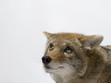 Buy A Coyote, Canis Latrans at AllPosters.com