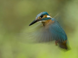 An Adult Male Common Kingfisher, Alcedo Atthis, Hovering over Water