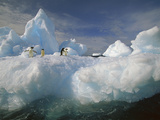 Adelie Penguin (Pygoscelis Adeliae) Group on Iceberg, Terre Adelie Land, East Antarctica