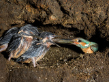 An Adult Male Common Kingfisher, Alcedo Atthis, Feeds His Chicks