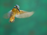 An Adult Male Common Kingfisher, Alcedo Atthis, Hovering over Water