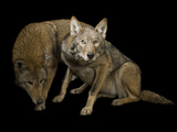 Buy A Pair of Red Wolves, Canis Rufus Gregoryi at AllPosters.com