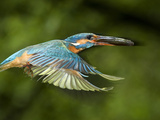 Adult Male Common Kingfisher, Alcedo Atthis, with a Topmouth Gudgeon