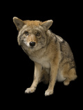 Buy A Coyote, Canis Latrans at AllPosters.com