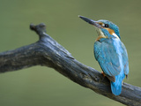 An Adult Male Common Kingfisher, Alcedo Atthis, on a Branch