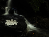 Buy A Waterfall in a Rain Forest at AllPosters.com